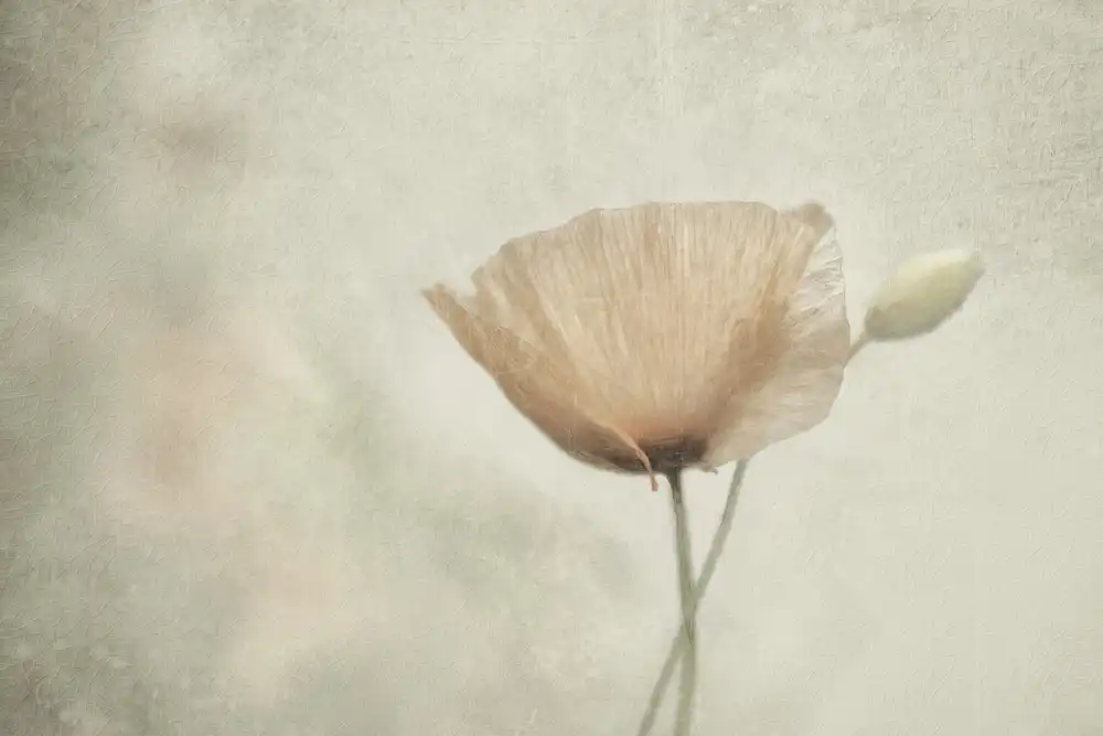 Claes, Gilbert: Juwel der Natur