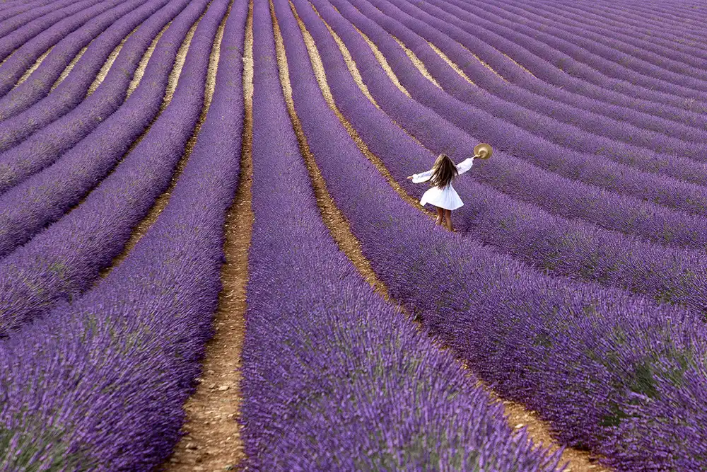 Latta, Della Massimo: Violeta