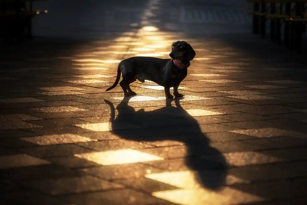Willers, Heike: Kluftinger and his Shadow...