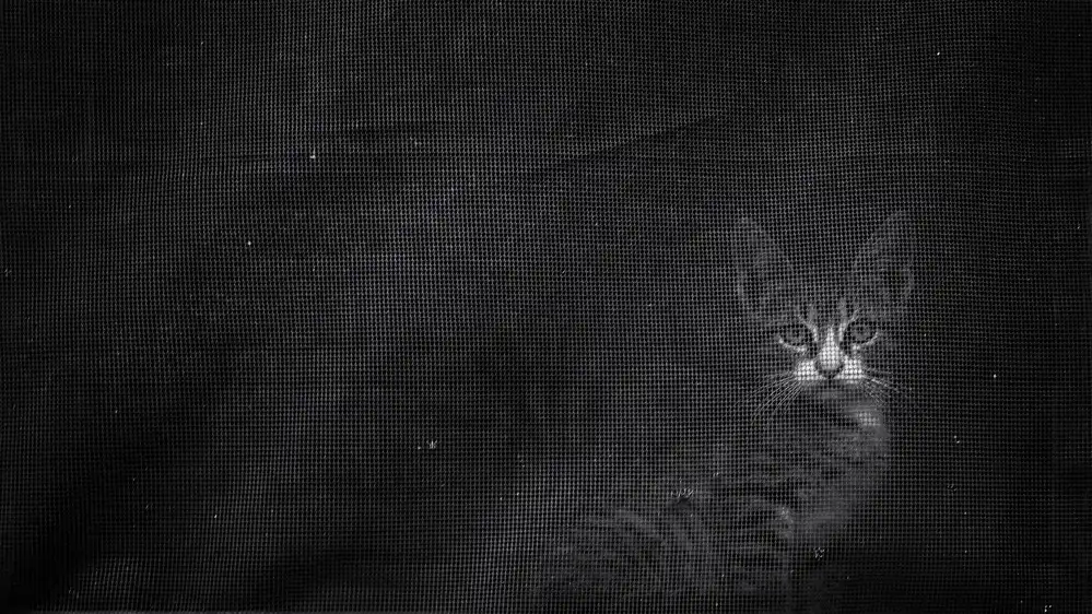 djaniru: No name