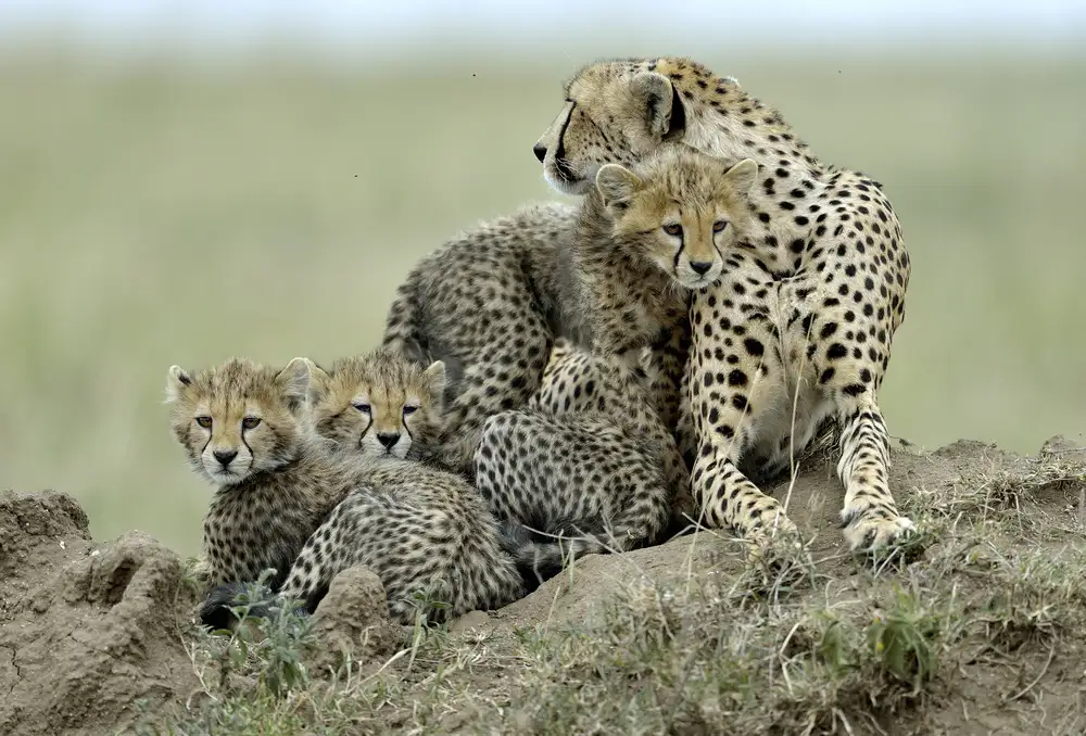 DAmico, Giuseppe: Gepard