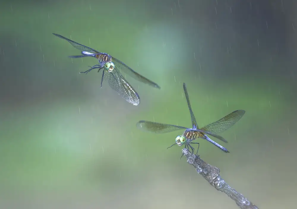 Deng, Larry: Libelle