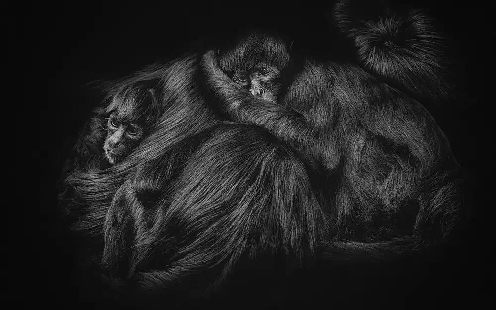 Gomez, Paul: Klammeraffen