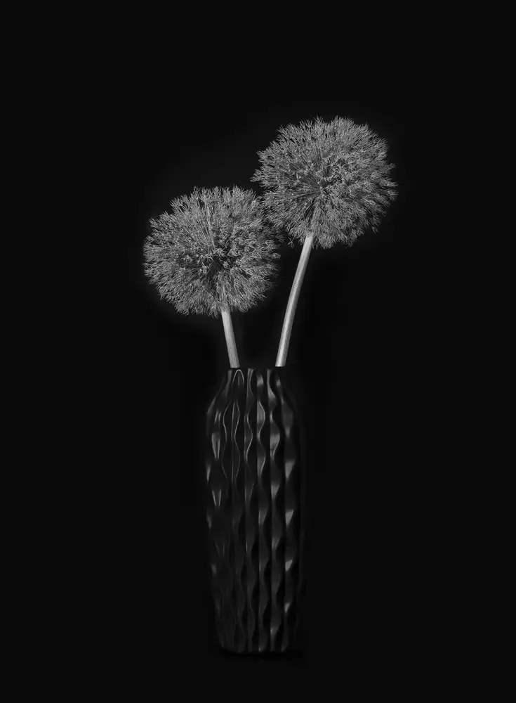 Jacobs, Lydia: Trockener Riesen-Allium