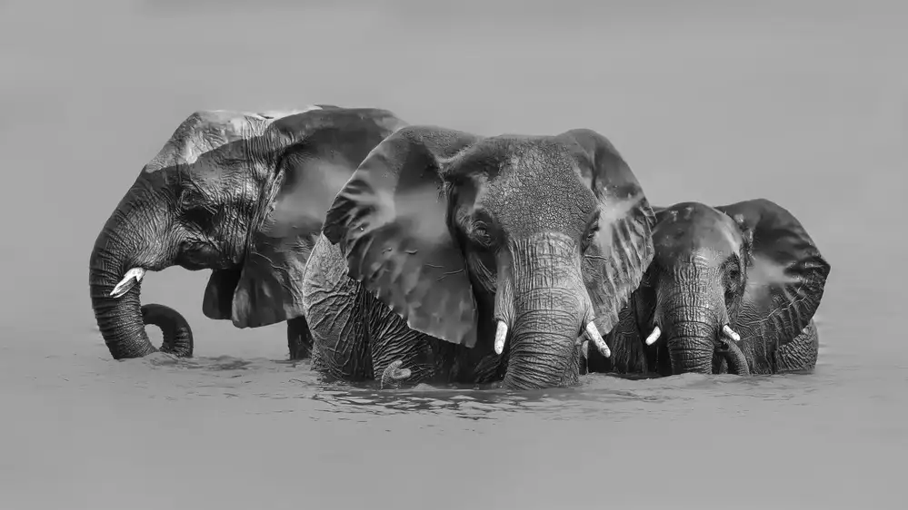 Zuo, Jun: Elefante cruzando el río