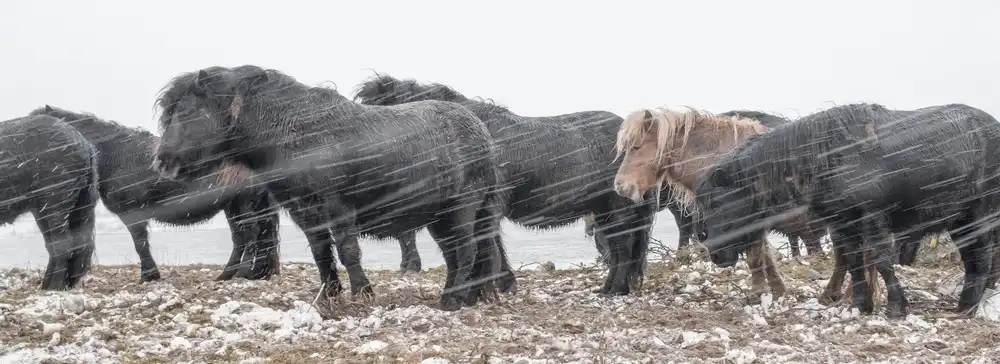 Bosch, den Gert: Aspettando che la bufera di neve finisca