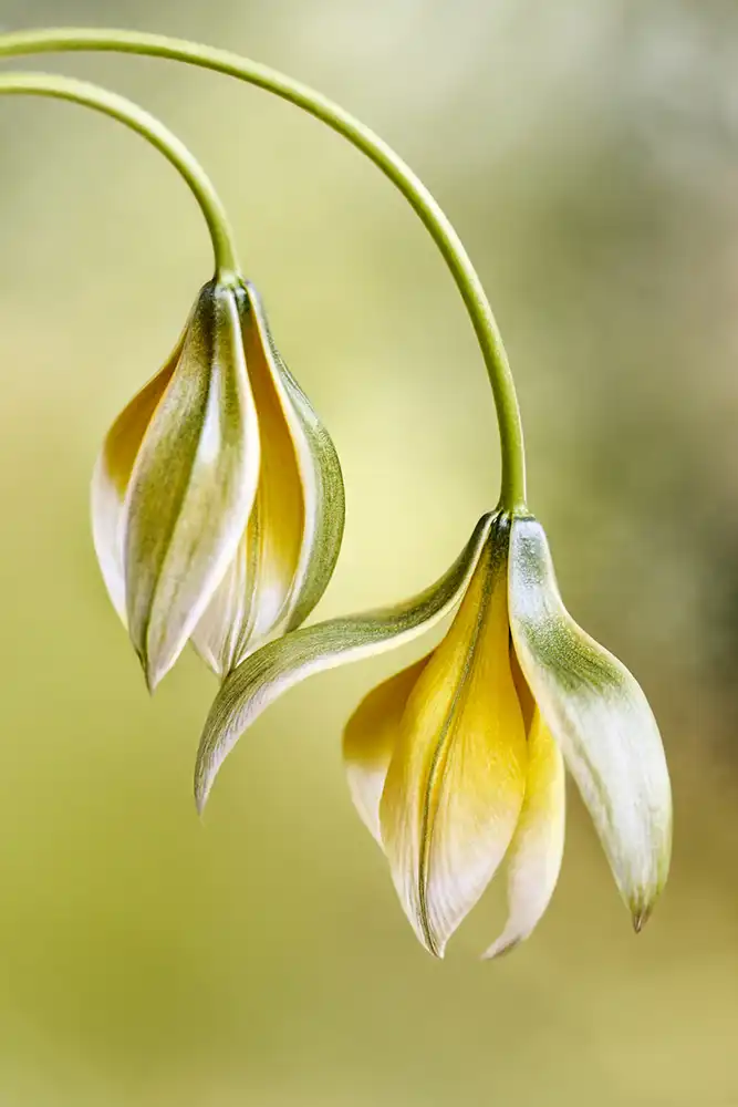 Disher, Mandy: Tulipán