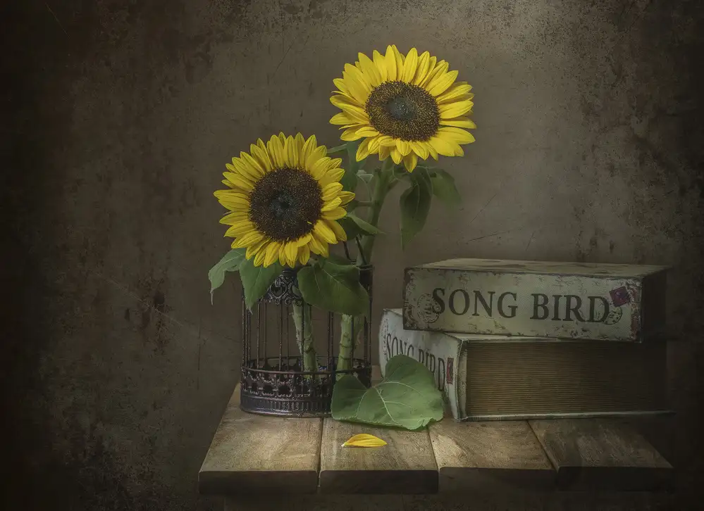 Perfoncio, Margareth: Girasole