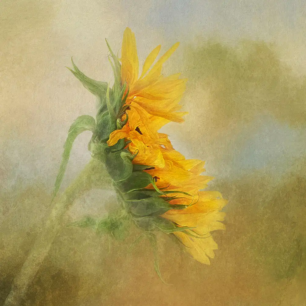 Gray, Gaille: Girasole sbiadito