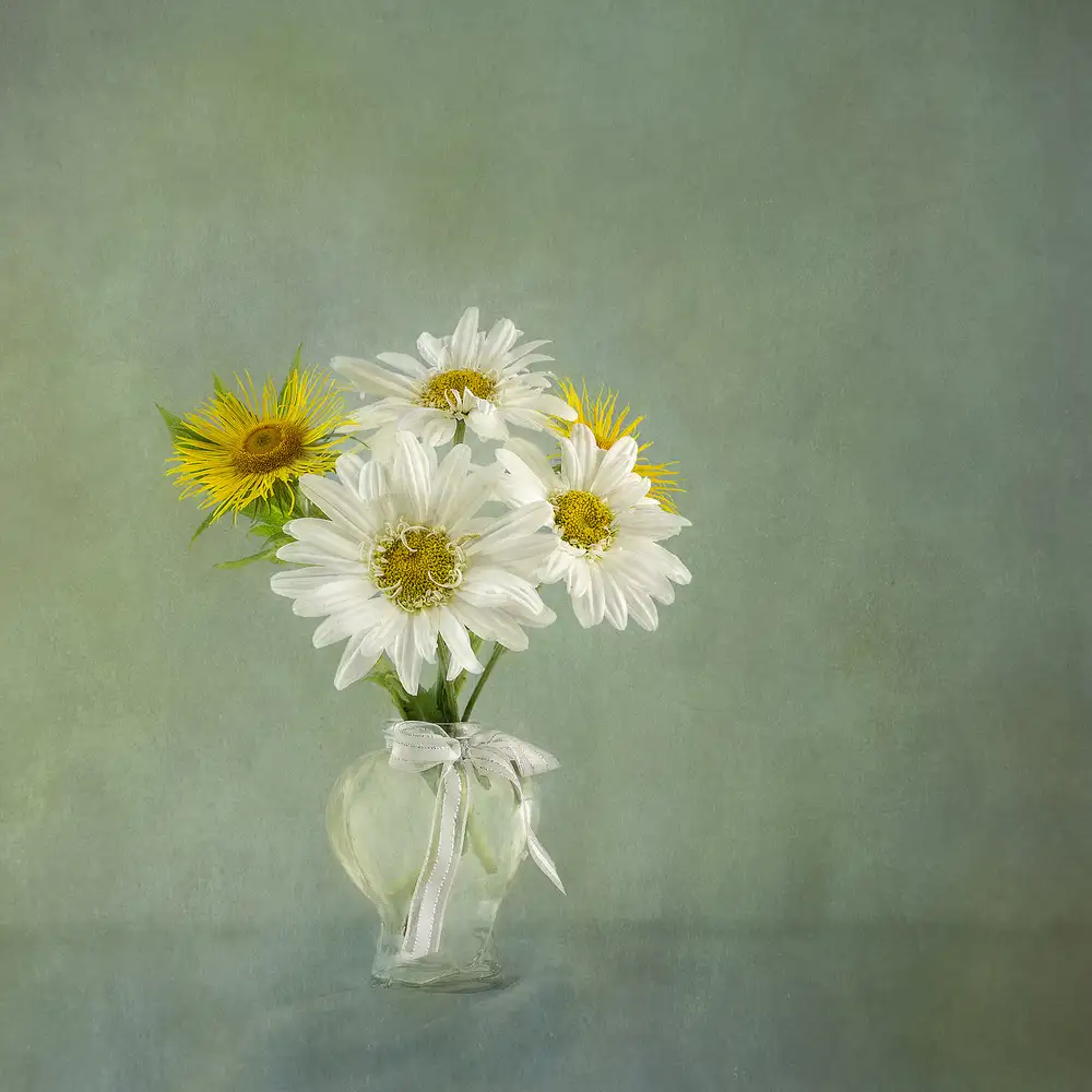 Gray, Gaille: Margherite bianche