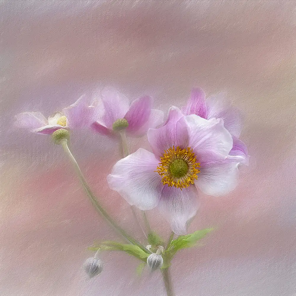 Gray, Gaille: Anenome giapponese rosa
