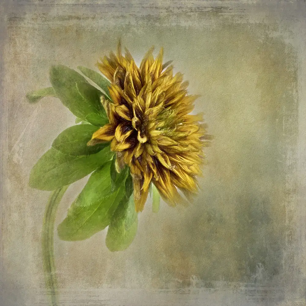 Gray, Gaille: Ritratto di fiori