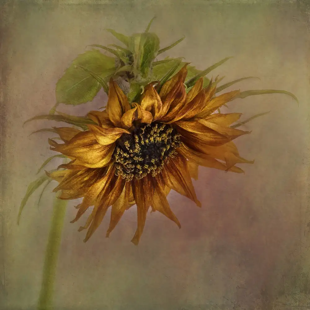 Gray, Gaille: Girasole