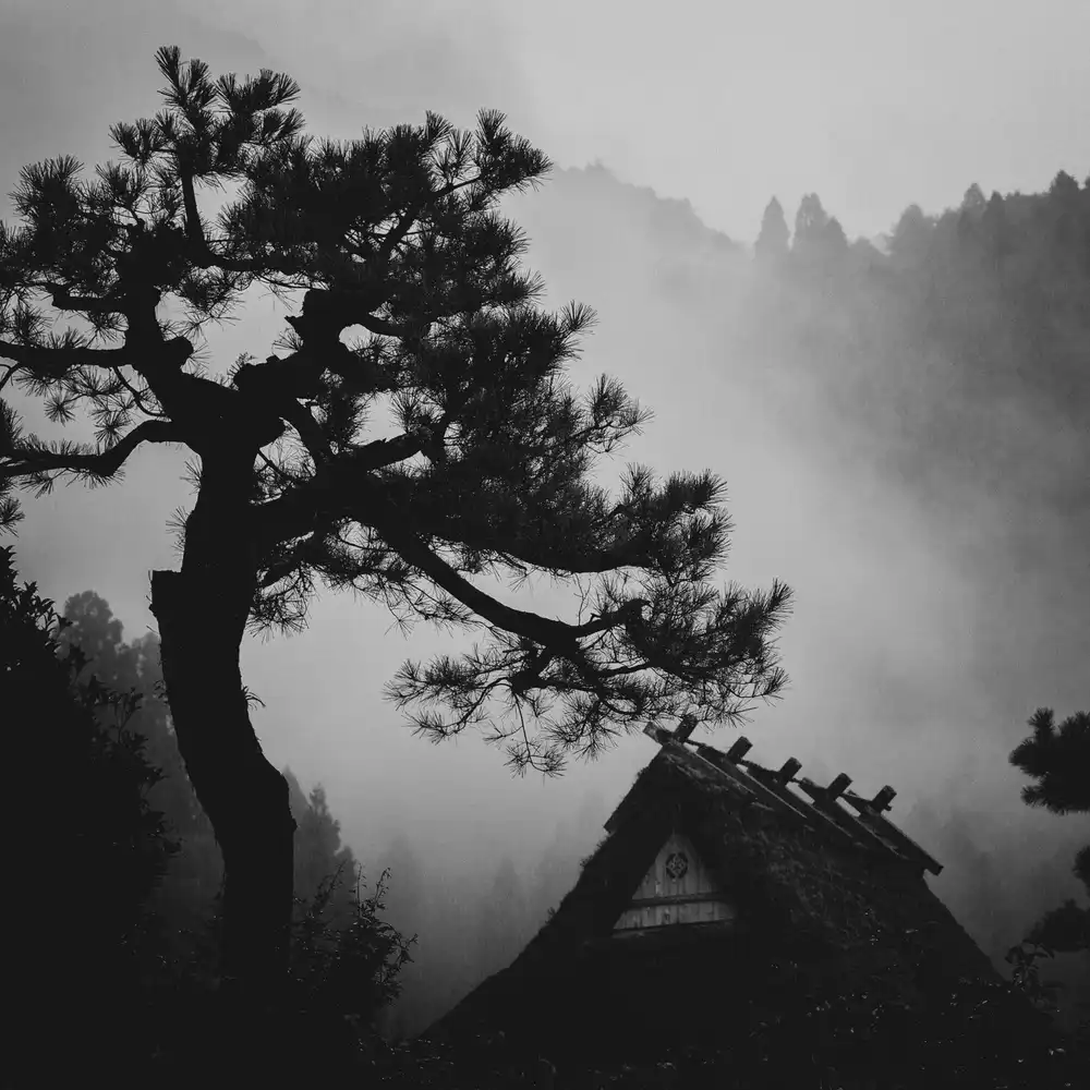 Fujii, Tsuneya: Pino