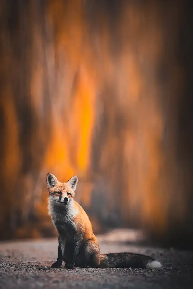 Tianqi: Volpe