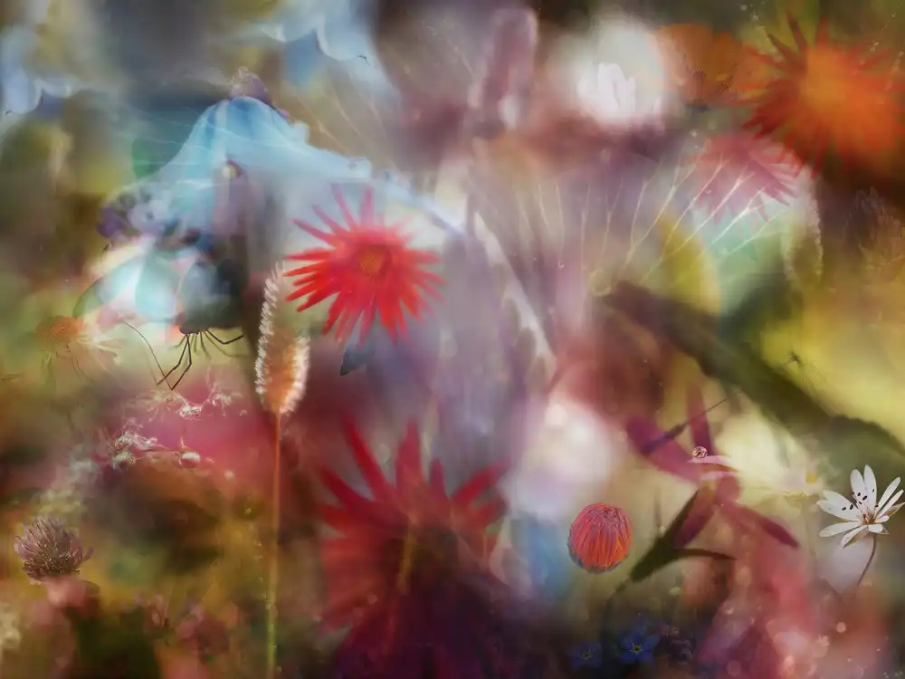 Westum, Heidi: Summer memories