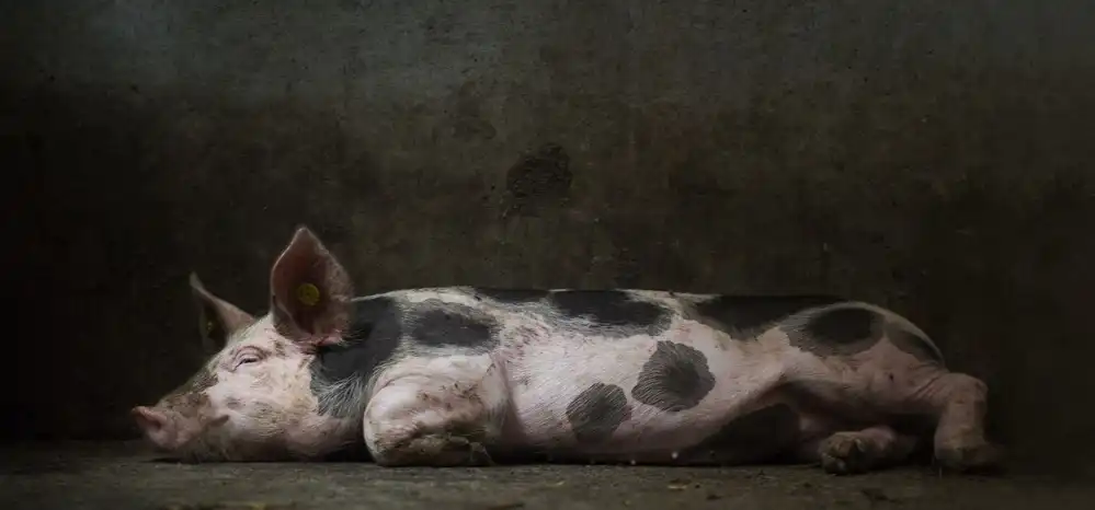 Bosch, den Gert: Ein Schweineleben.....