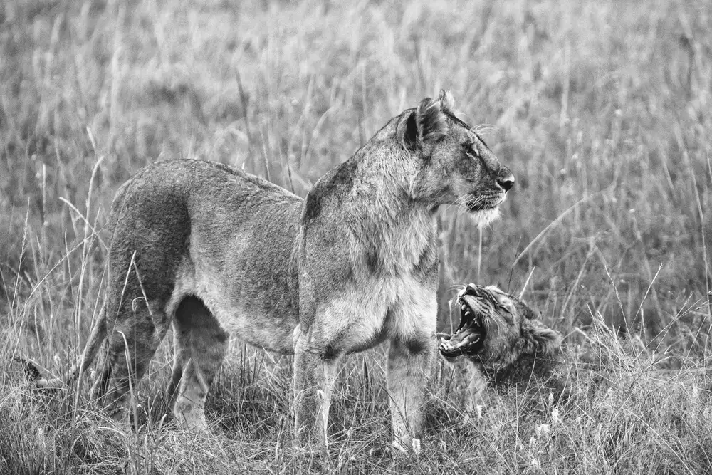 Vidak, Vedran: leones