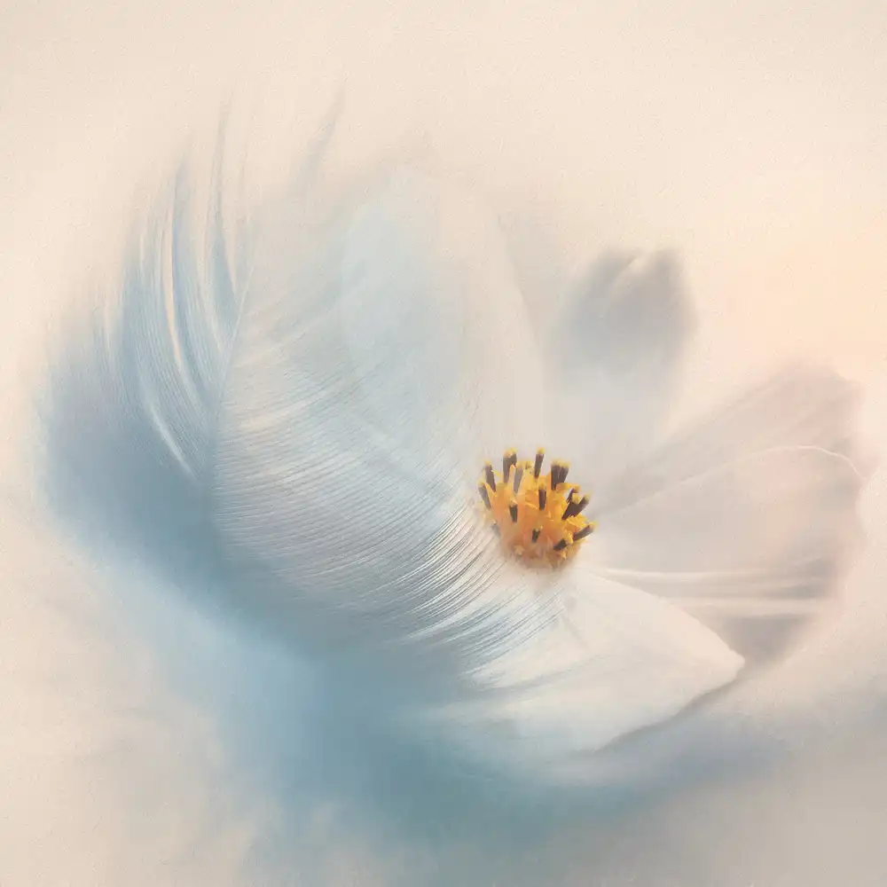 Gray, Gaille: Piuma Blu con Cosmo Bianco