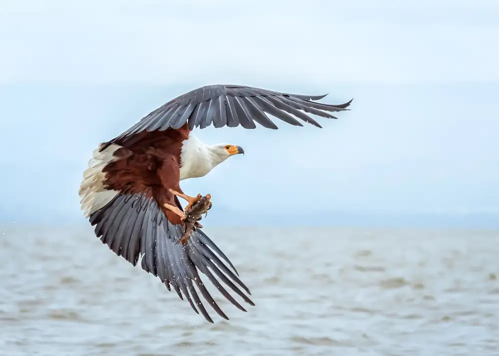 Chen, J. John: African Fish Eagle