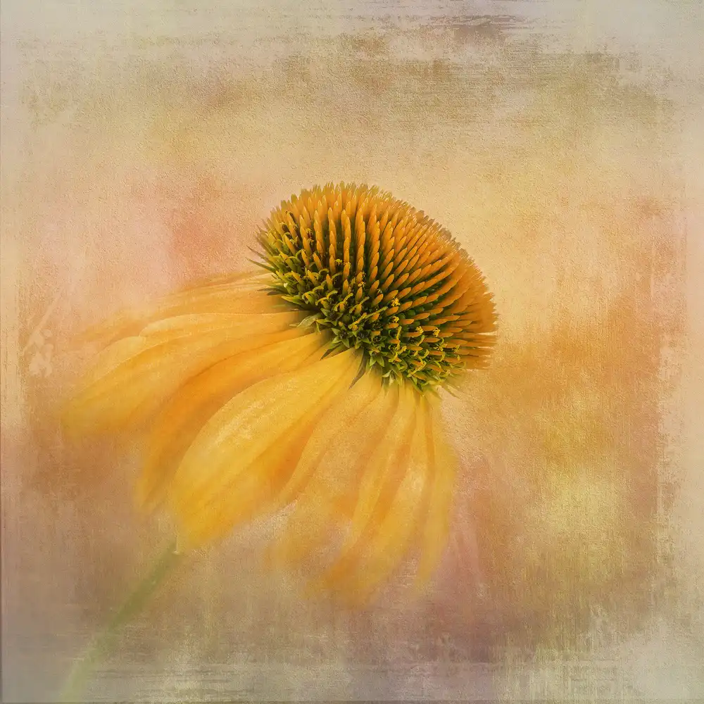 Gray, Gaille: Echinacea in giallo