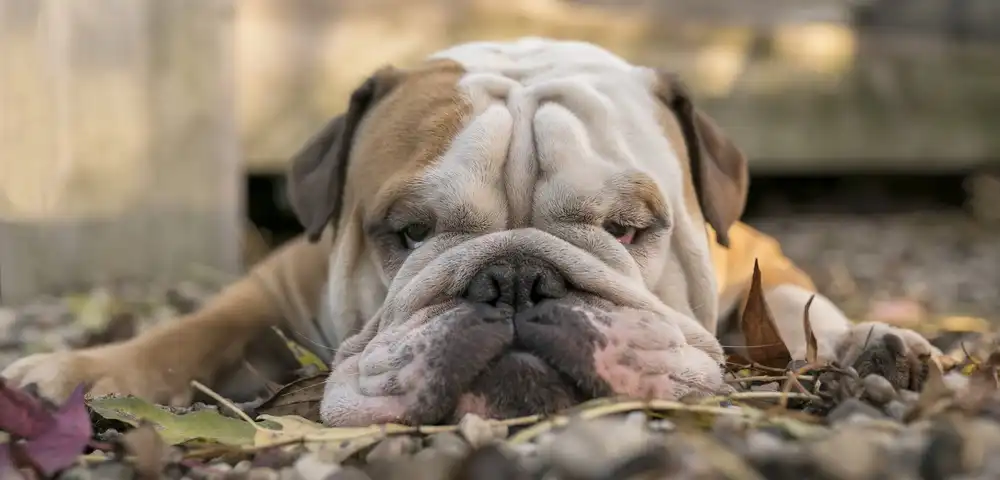 Bosch, den Gert: Bulldog a grande schermo nei colori autunnali