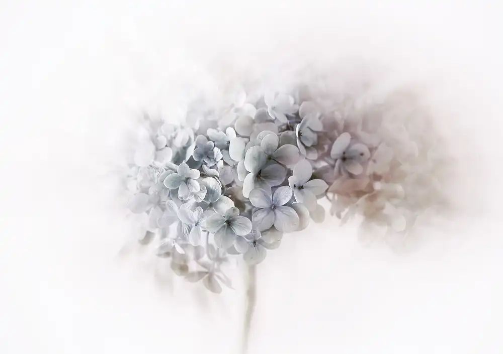 Deelen, van Ellen: Hortensie