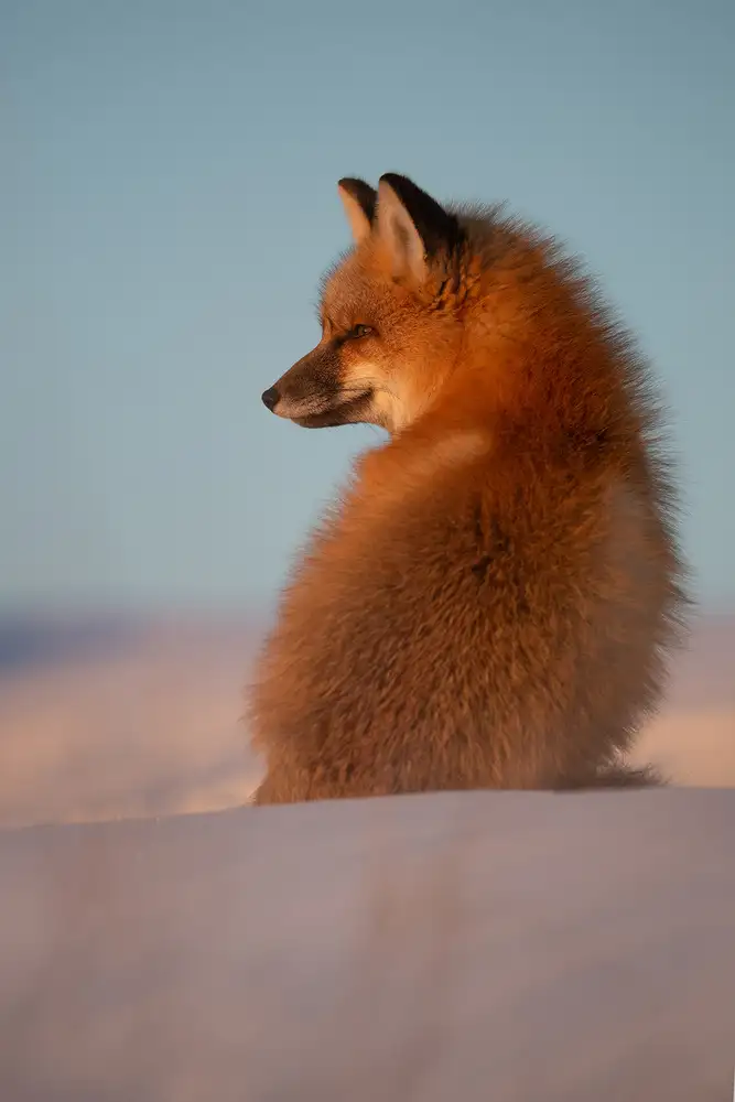 Marchegiani, Roberto: Roter Fuchs