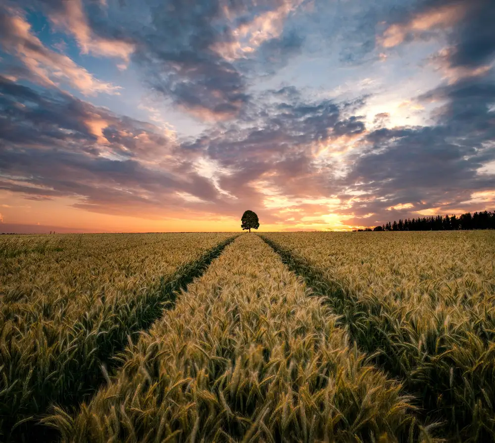 Lindsten, Christian: Feld der Träume