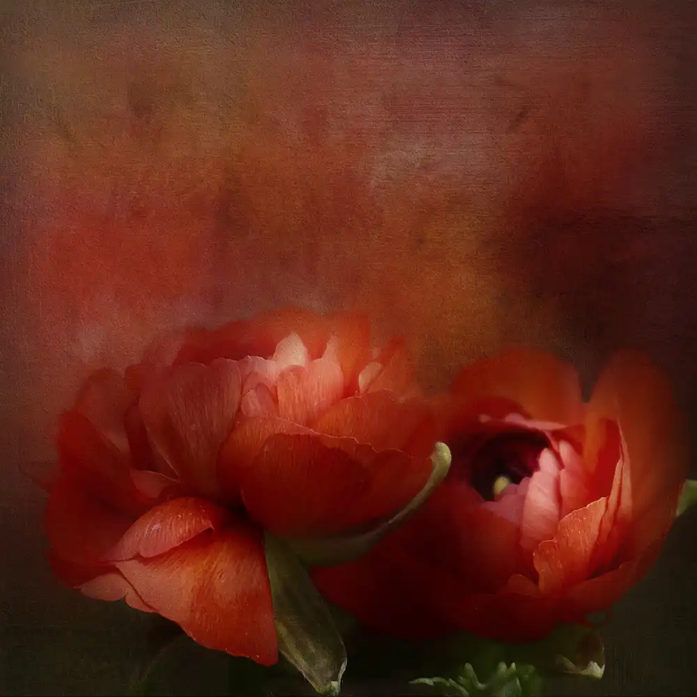 Gray, Gaille: Splendente in rosso