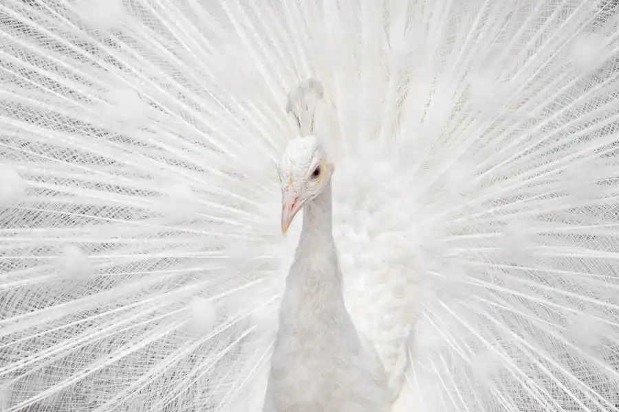 Fegari: Splendida Whitie