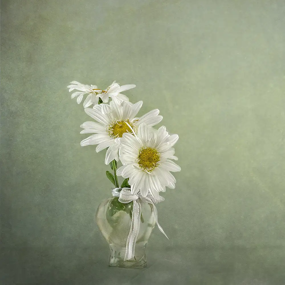Gray, Gaille: 3 margherite bianche