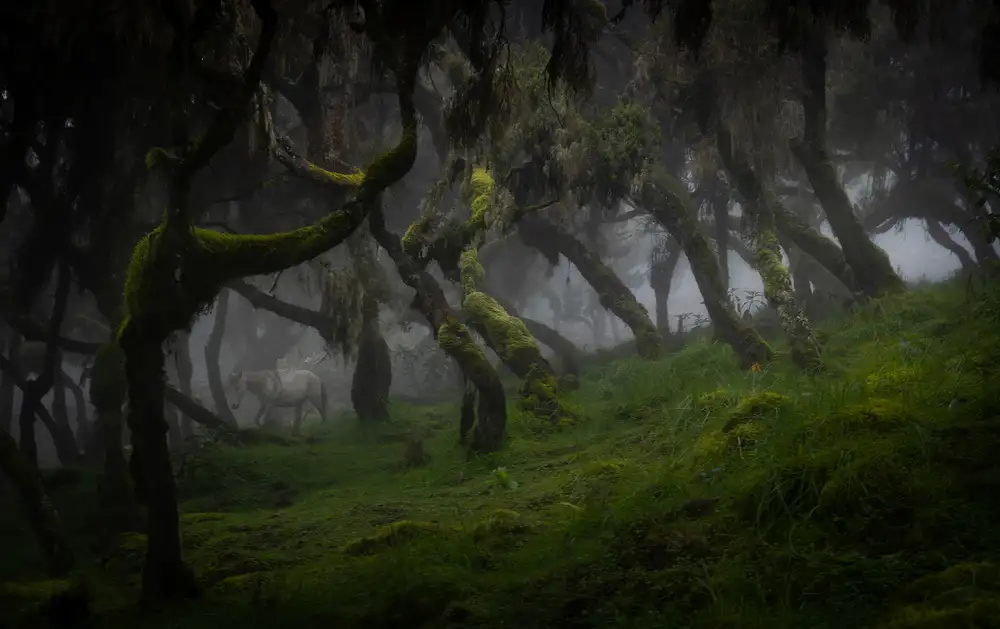 Marchegiani, Roberto: Harenna Forest