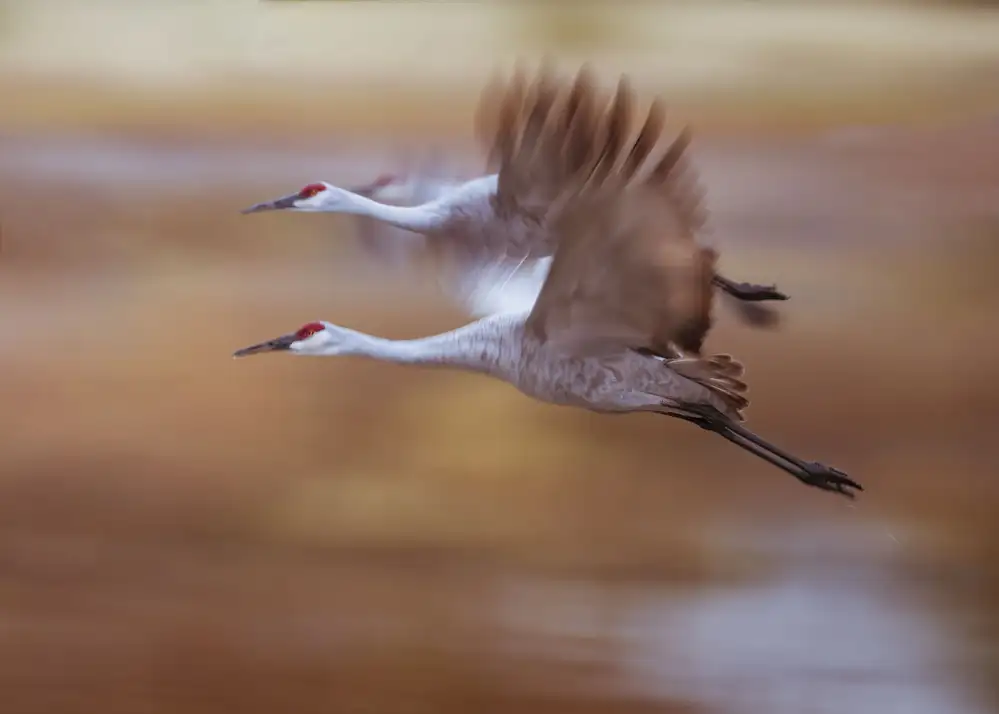 Chen, Ming: Mattino in volo
