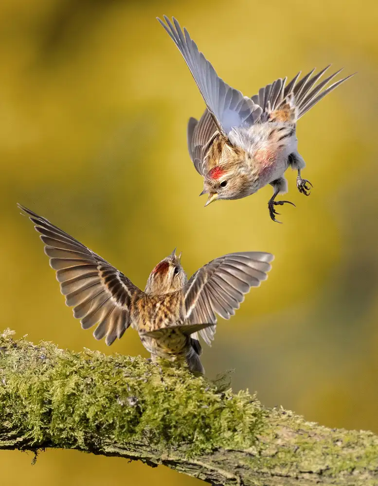 Wilkinson, Hugh: Hádka Redpolls