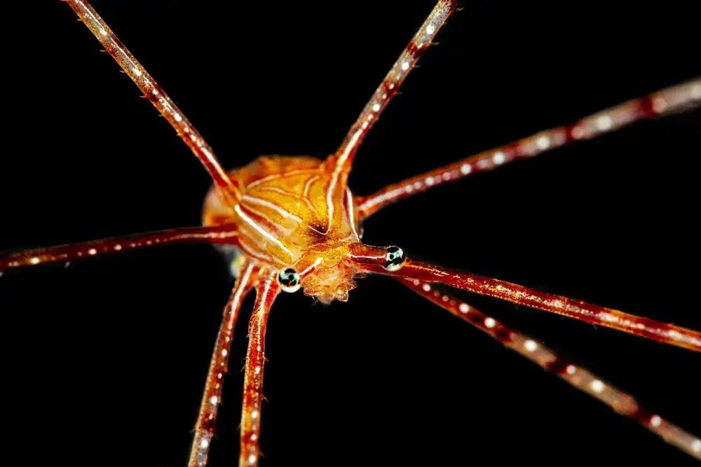 Gabriel, Barathieu: Spider squat humr