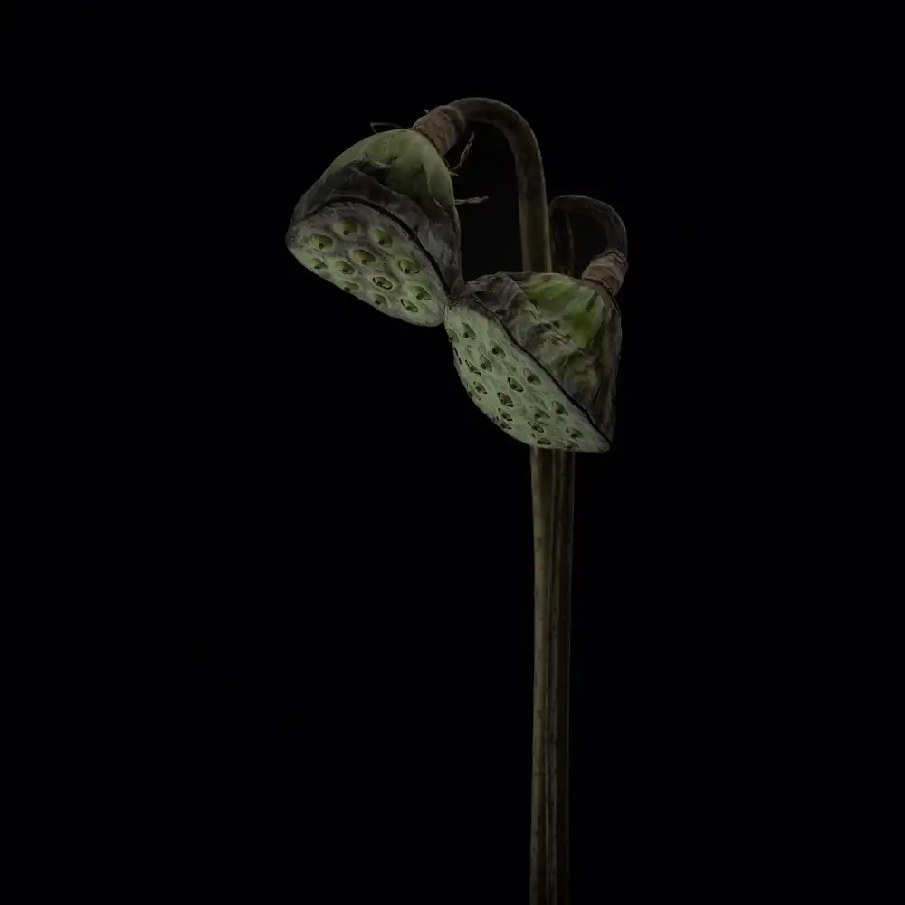 Grønkjær, Lotte: Lotusköpfe