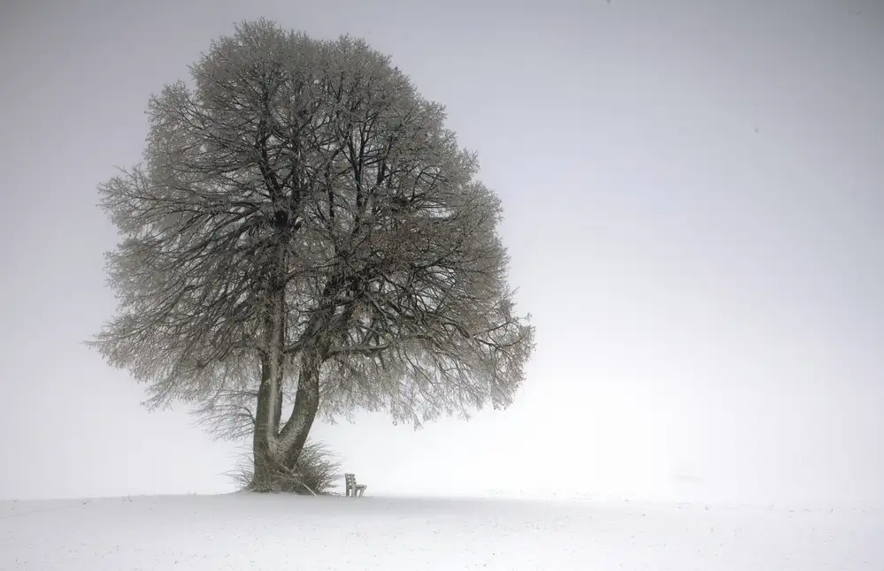 Warth, Irma: Albero invernale