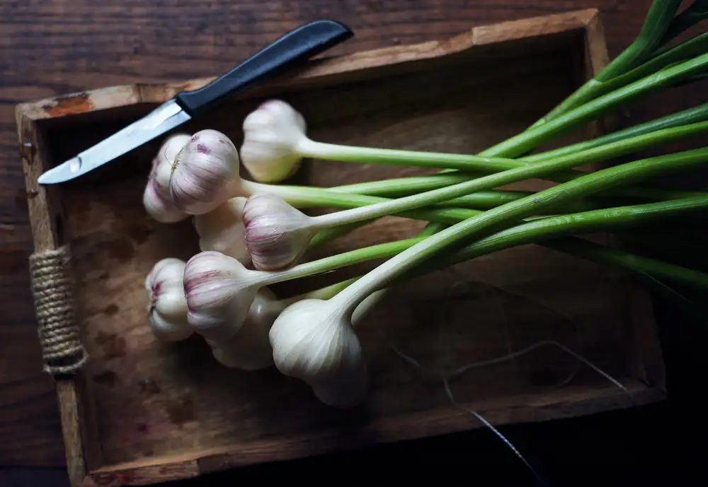Karina, Aleksandrova: Knoblauch