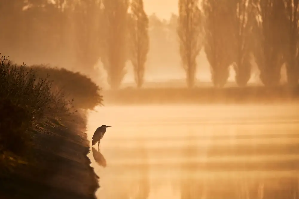 Denis: Watchbird