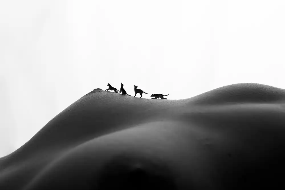 bicibici: Wolf