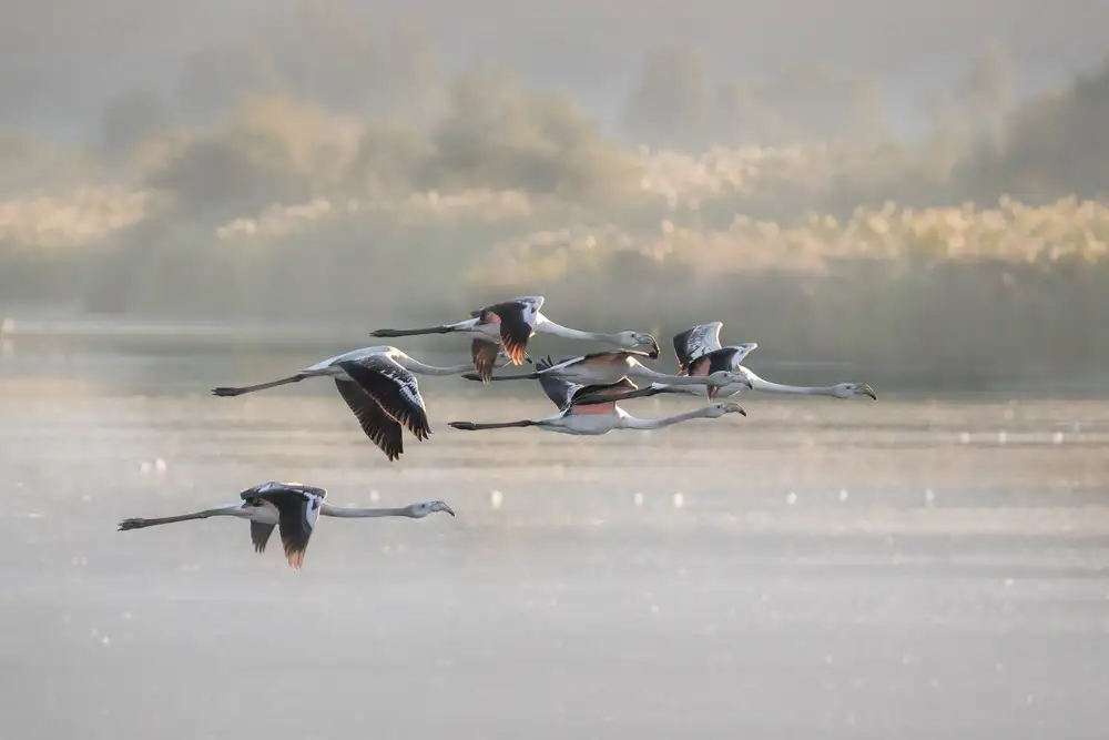 Rublina, Natalia: Flamants roses