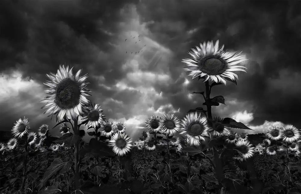 Osuna, Fran: Tournesols