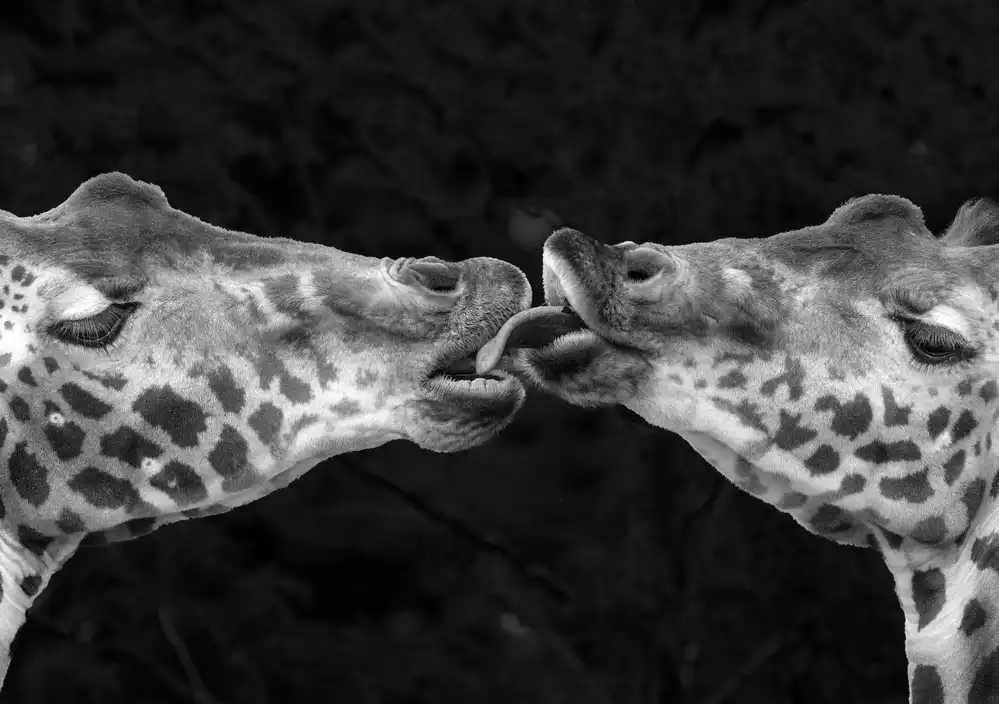 Romaggi, Michel: French Kiss