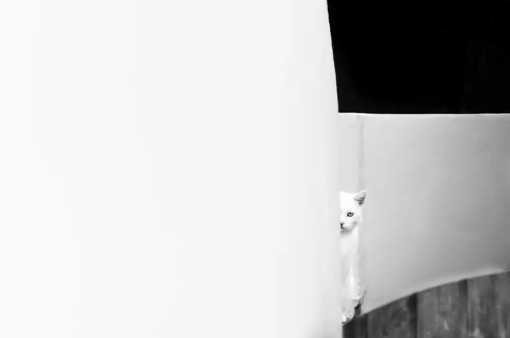 Polo, Piera: Il gatto bianco