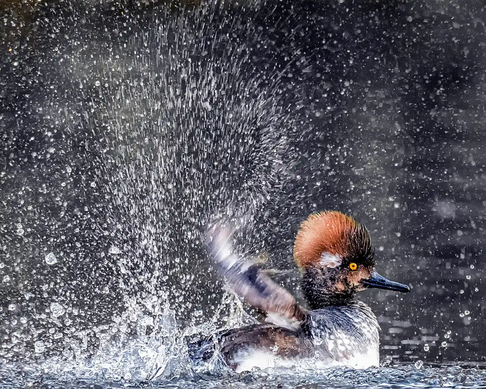 Yang, H David: Bathing
