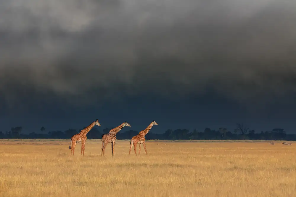Wei, and Siyu: Trio giraffe nella tempesta del Kenya