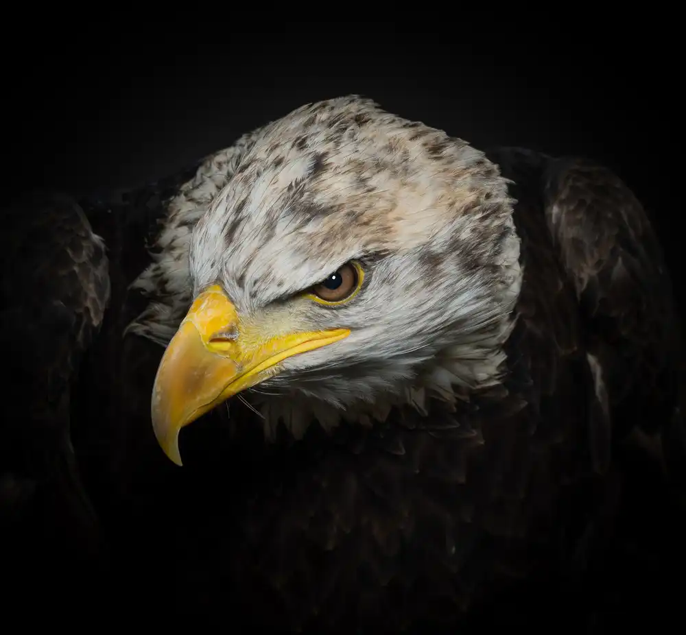 Worseling, Natascha: Der amerikanische Adler