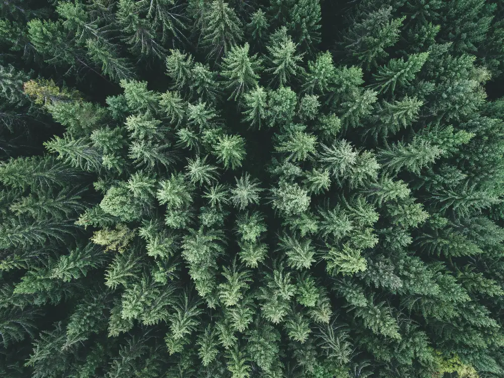 Lindsten, Christian: Stimmungsvoller Wald von oben