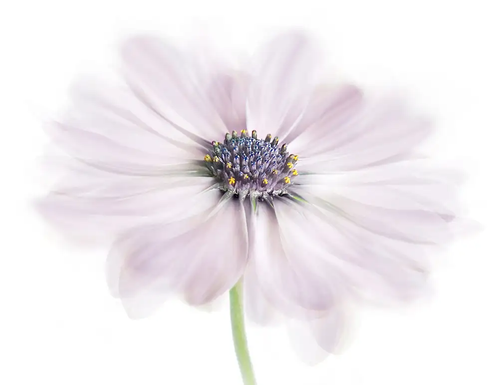 Disher, Mandy: Cap Marguerite
